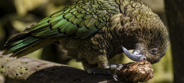 Kiwis take front line in global war against invasive species